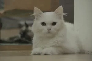 cafe kucing (2)